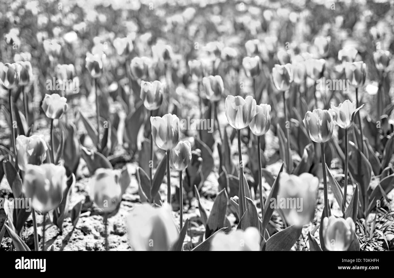 Champ de tulipes fleur de printemps. champ. l'heure d'été. L'agriculture et le jardinage. 8 mars ou womens day. fleur shop concept. La fête des mères, Vacances nature. Banque D'Images