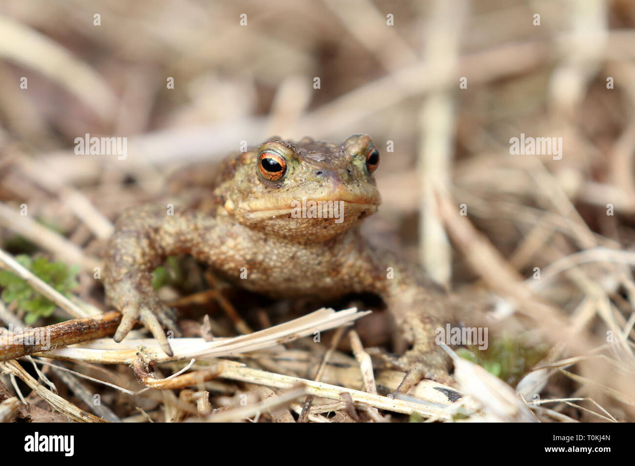 Un crapaud mâle adulte à la recherche d'un partenaire Banque D'Images