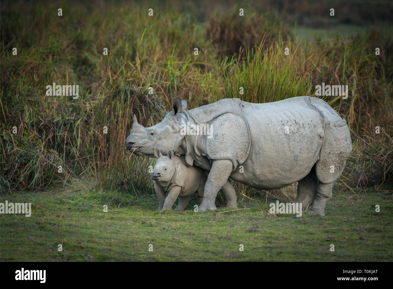 Mere Et Bebe Rhinoceros Indien A Kazhiranga National Park De L Assam Indien Photo Stock Alamy Mere Et Bebe Rhinoceros Indien A Kazhiranga National Park De L Assam Indien Photo Stock Alamy
