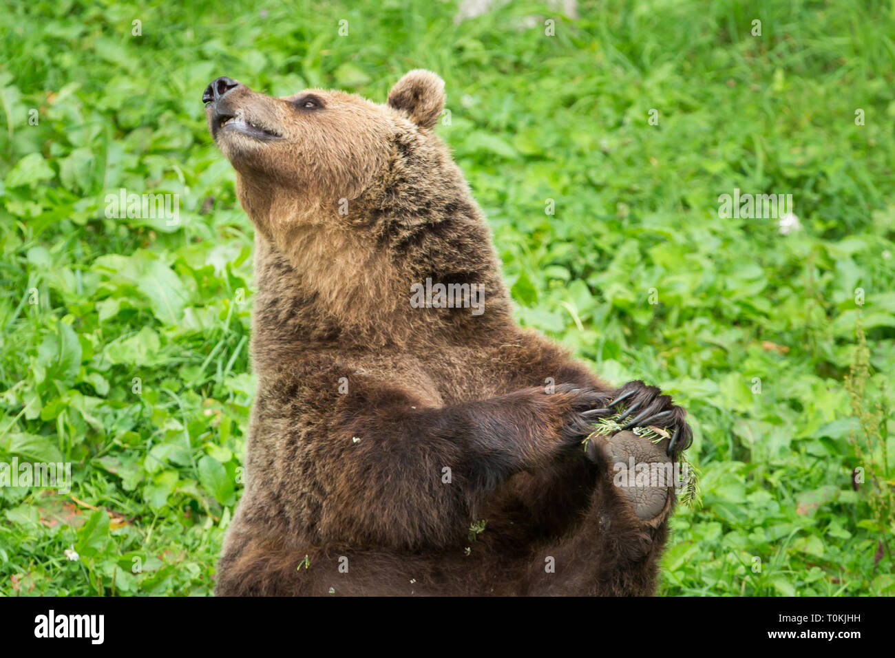 Ours brun mâle assis et s'étend sa jambe dans la réserve naturelle verte Banque D'Images