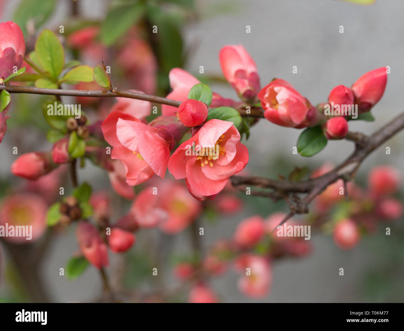 Japanese flowering crabapple Banque D'Images