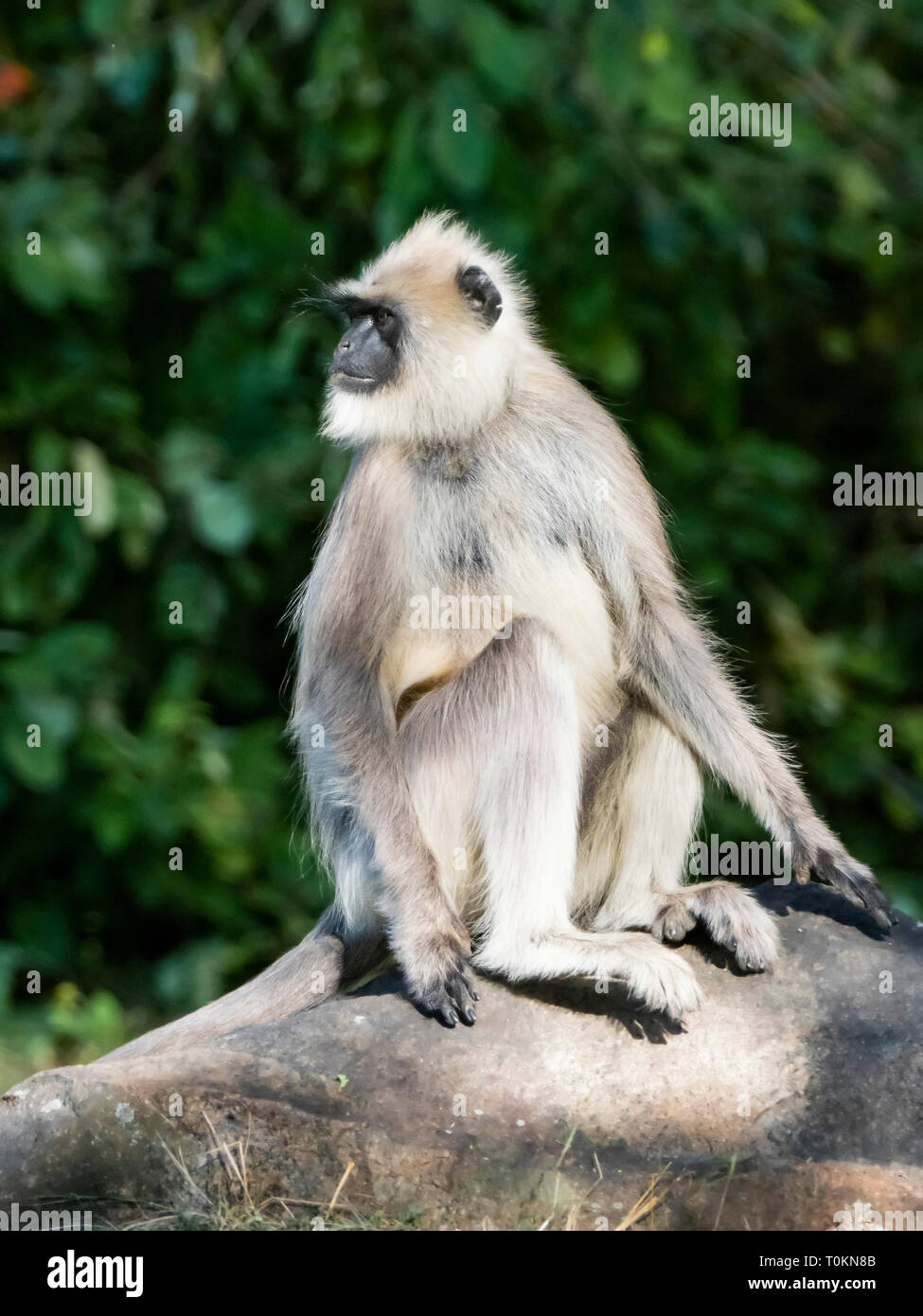 Mâle Alpha plaines du sud (Semnopithecus dussumieri Entelle gris) Banque D'Images