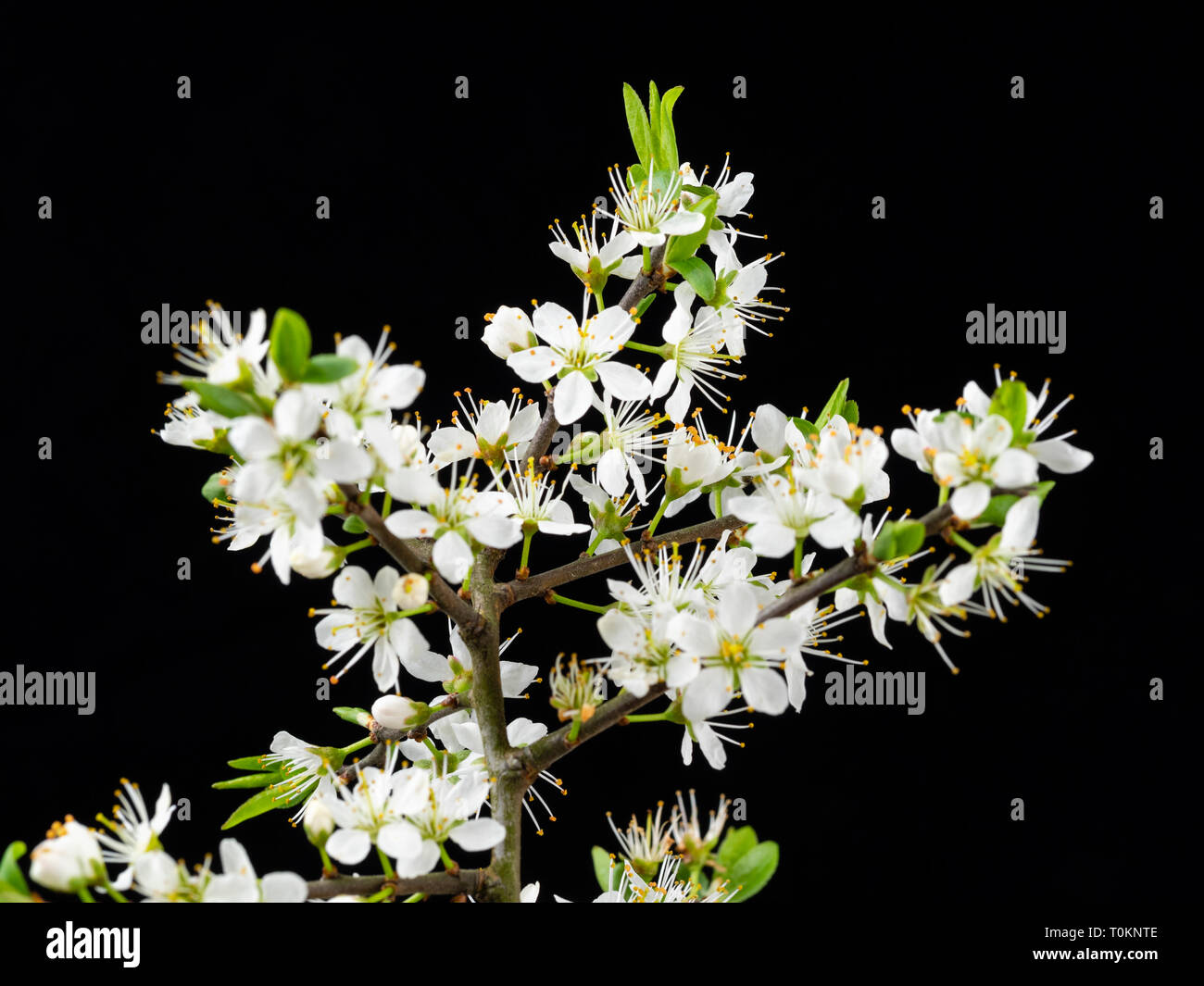 Fleurs blanc de printemps de l'prunellier, Prunus spinosa, sur un fond noir Banque D'Images Fleurs blanc de printemps de l'prunellier, Prunus spinosa, sur un fond noir Banque D'Images