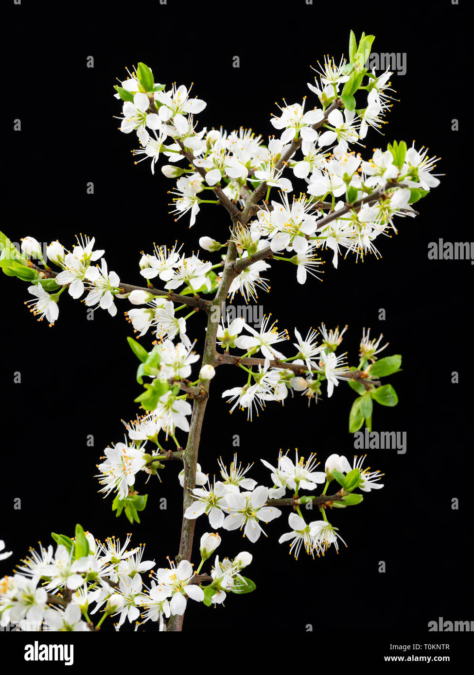 Fleurs blanc de printemps de l'prunellier, Prunus spinosa, sur un fond noir Banque D'Images Fleurs blanc de printemps de l'prunellier, Prunus spinosa, sur un fond noir Banque D'Images