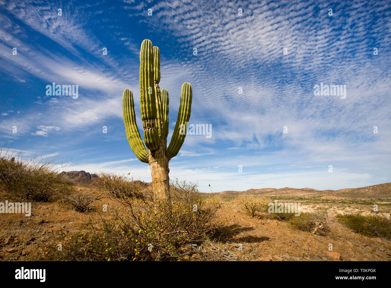 Un vieux, et quasiment parfait spécimen de Pachycereus pringlei, également connu sous le nom de l'éléphant géant mexicain ou cactus cardon, grandissant dans le secteur sud de la Ba Banque D'Images