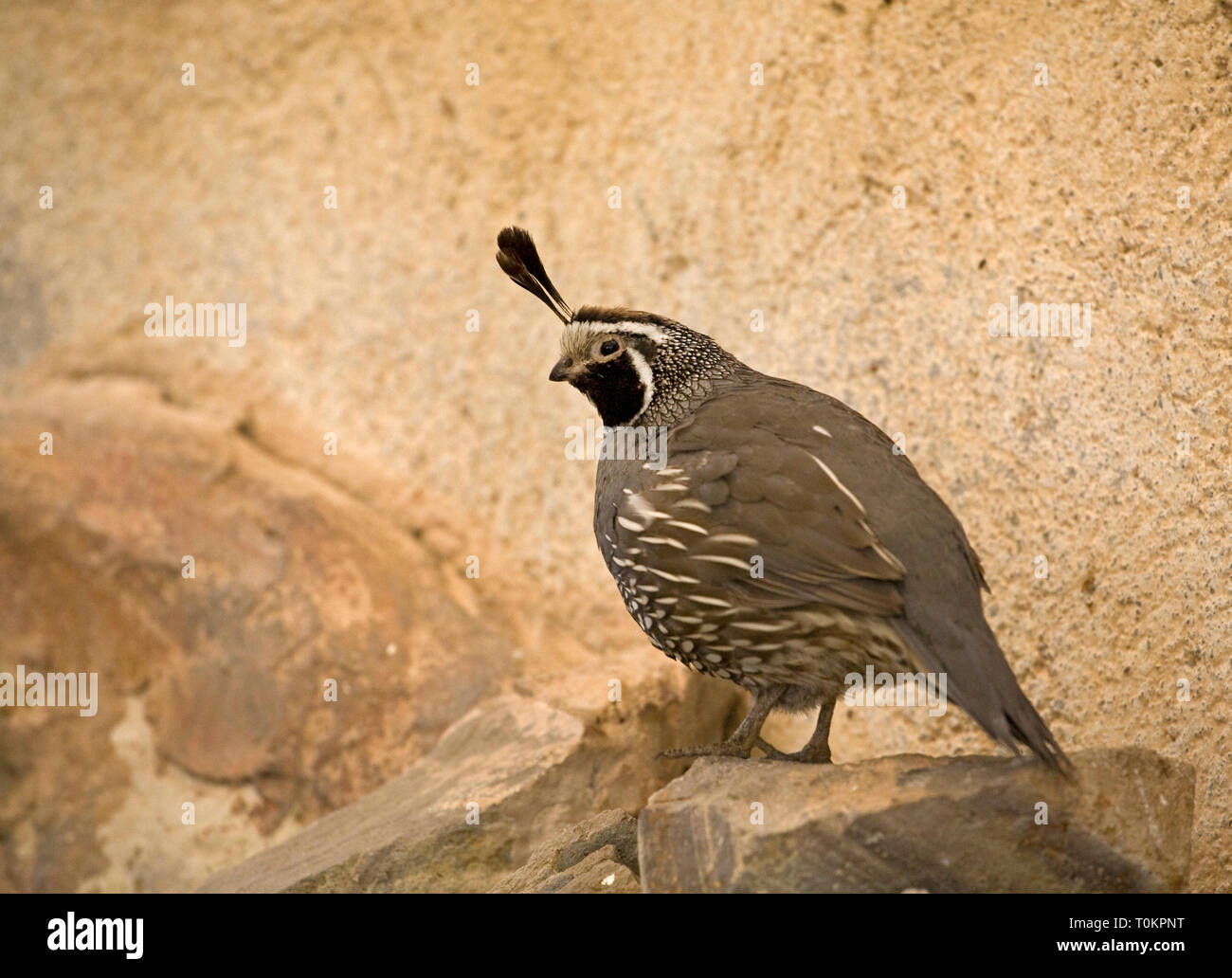 Un homme, colin de Californie Callipepla californica, dans le désert dans le sud de la Basse-Californie, Mexique Banque D'Images