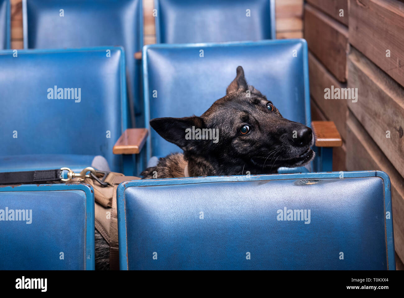 Les chiens de travail militaire et de leurs maîtres trouver pratique illicites à la base le théâtre à la base aérienne de Soto Cano, le Honduras, le 28 février 2019. Les chiens de travail militaire travaillent dans chaque branche militaire comme un moyen de trouver des drogues illicites, d'explosifs et de capturer les criminels. (U.S. Photo de l'Armée de l'air par la Haute Airman Destinee Sweeney) Banque D'Images