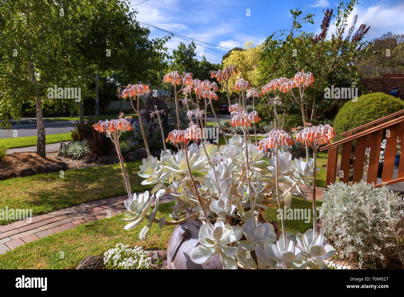 Cotyledon orbiculata, tempête d'argent : avec des fleurs d'orange en décembre et le feuillage gris succulent, c'est une caractéristique frappante dans n'importe quel jardin. Banque D'Images