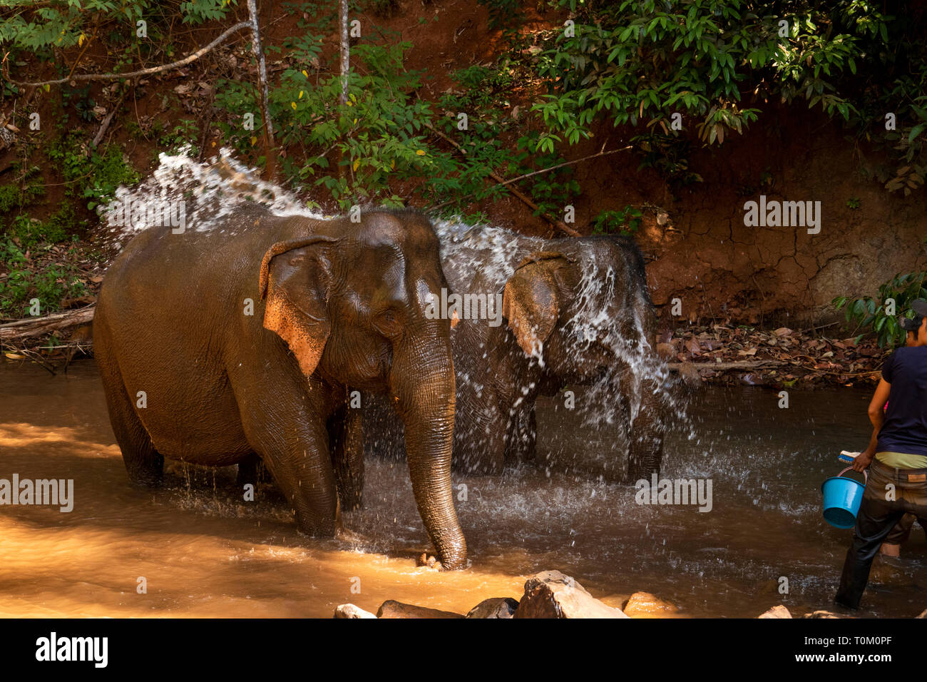 Cambodge, province de Mondulkiri, Sen Monorom, Elephant Valley Project, mahout lave-ex-groupe de l'éléphant au river Banque D'Images