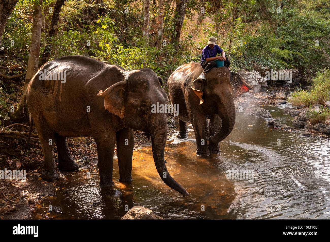 Cambodge, province de Mondulkiri, Sen Monorom, Elephant Valley Project, ex-groupe permanent des éléphants dans la rivière Banque D'Images
