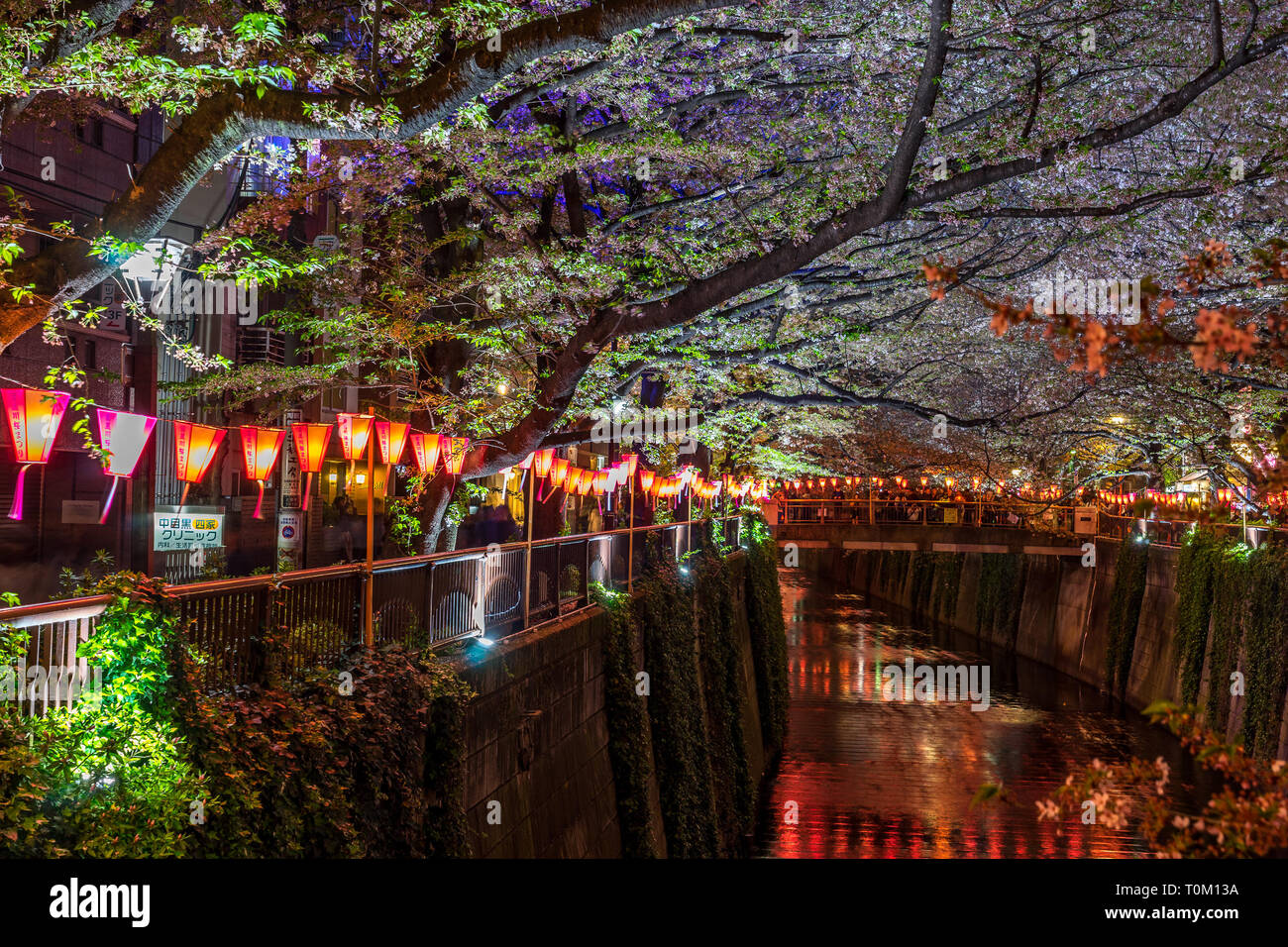 Tokyo, Japon - la saison des cerisiers en fleur, Meguro river Banque D'Images