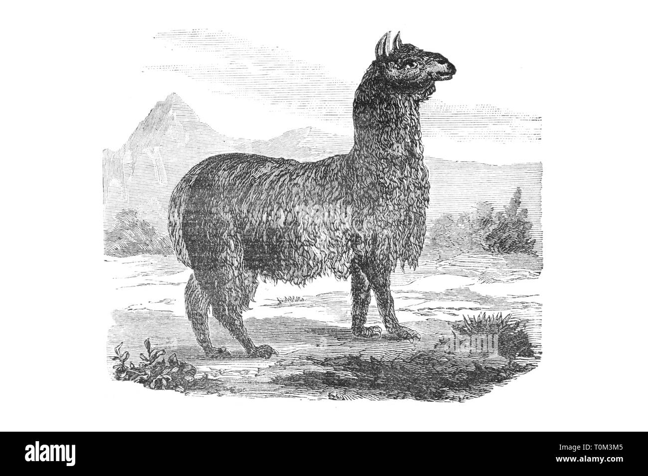 Llama - Vintage Engraved Illustration, 1894 Banque D'Images