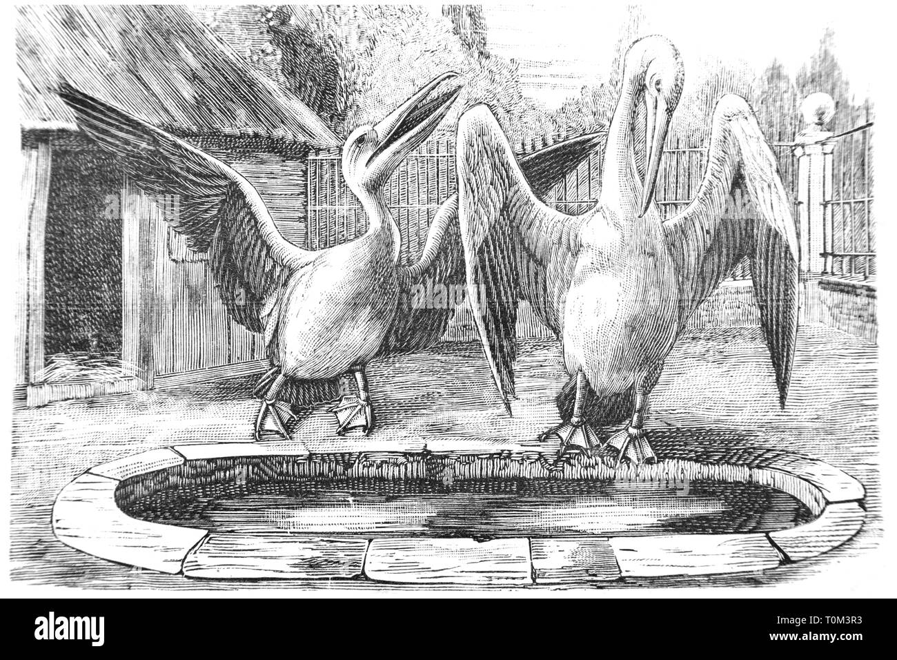 Pélicans - Vintage Engraved Illustration, 1894 Banque D'Images