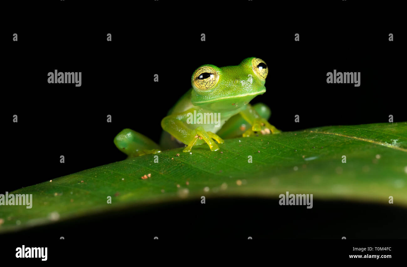 Grenouille de verre émeraude (Centrolene prosoblepon Espadarana prosoblepon ou), Péninsule d'Osa, au Costa Rica. Banque D'Images