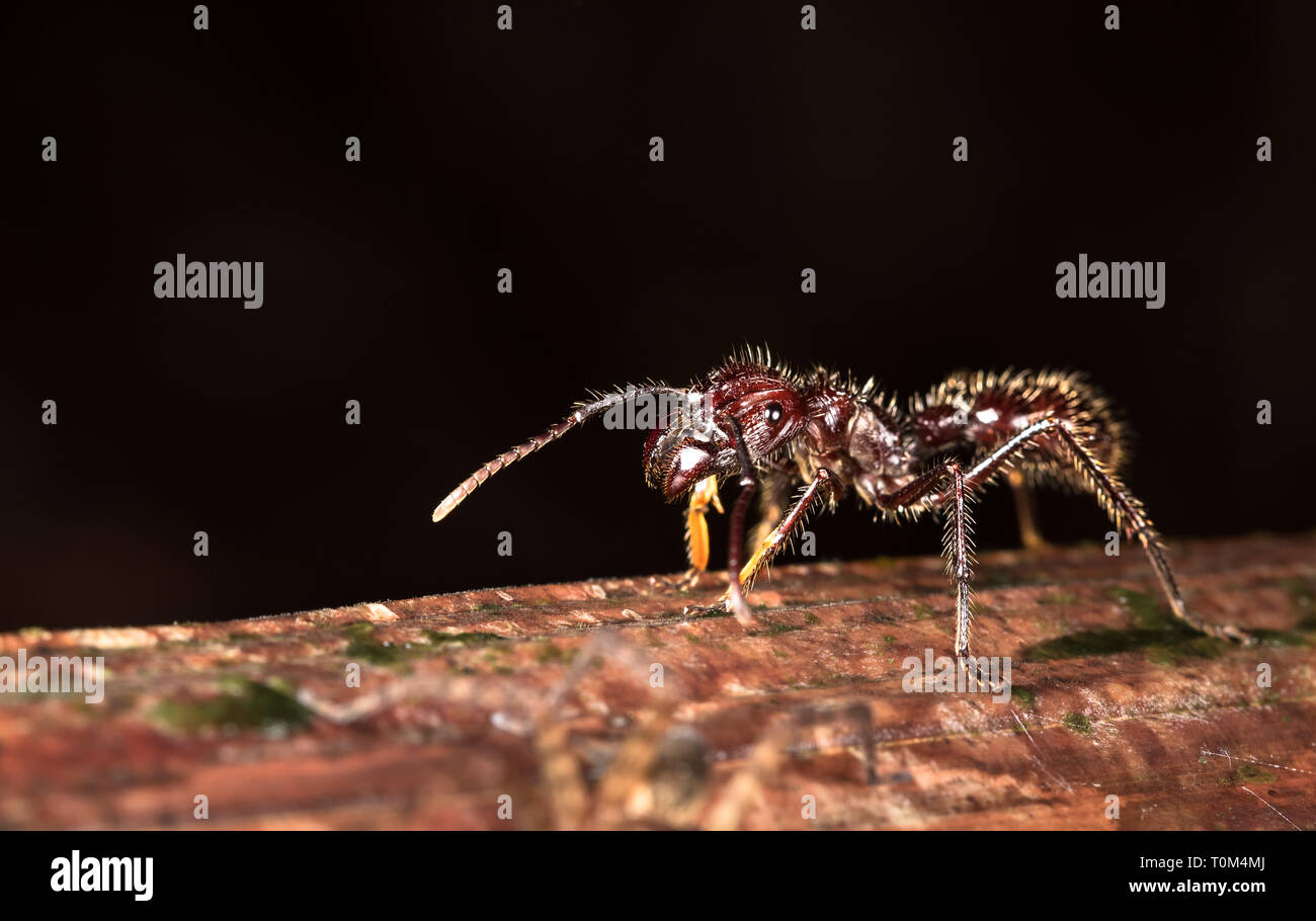 Bullet ant (Paraponera clavata) près de Puerto Viejo de Sarapiqui, Costa Rica. Banque D'Images