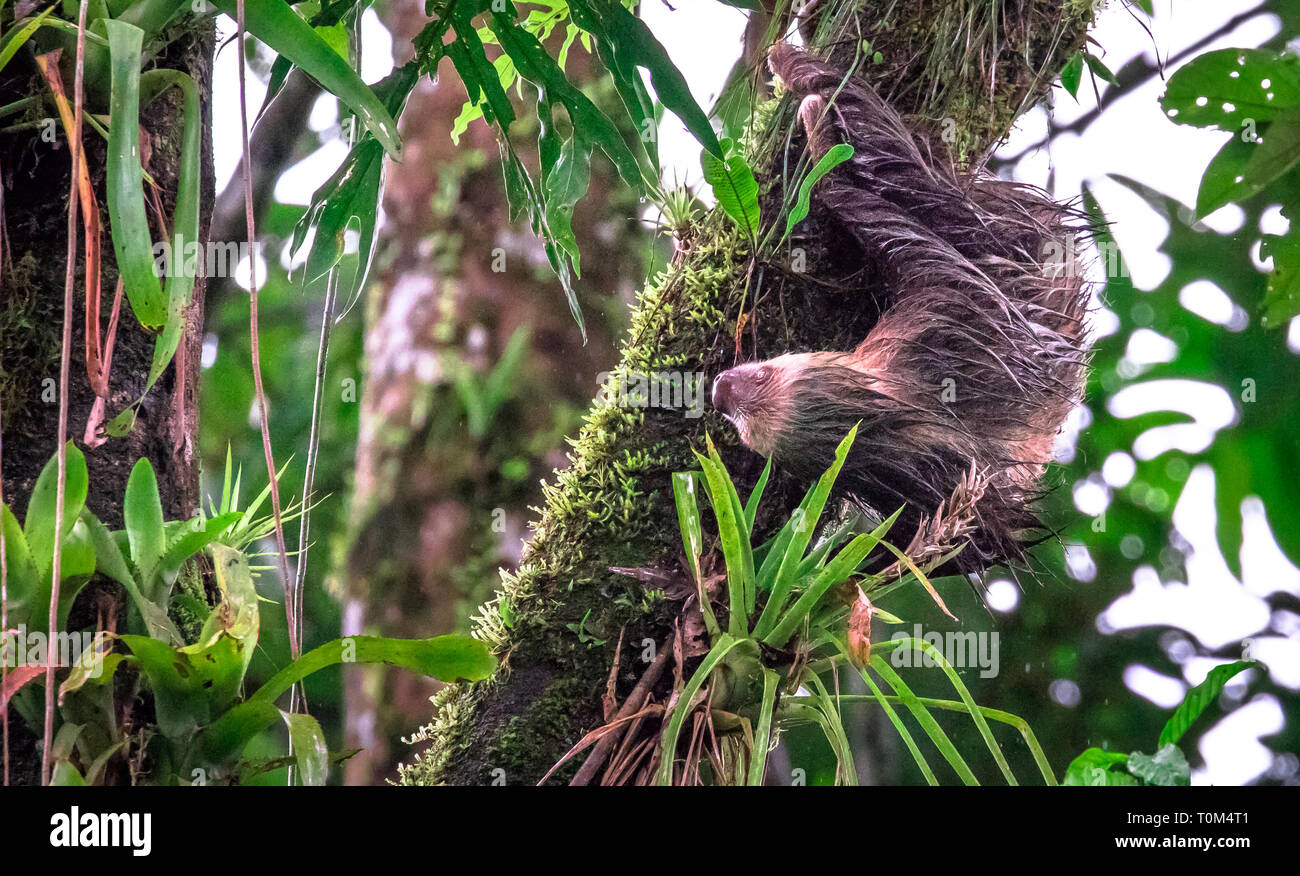 Hoffmann's deux-toed sloth (Choloepus hoffmanni) à l'envers et très humide. près de Puerto Viejo de Sarapiqui, Costa Rica. Banque D'Images