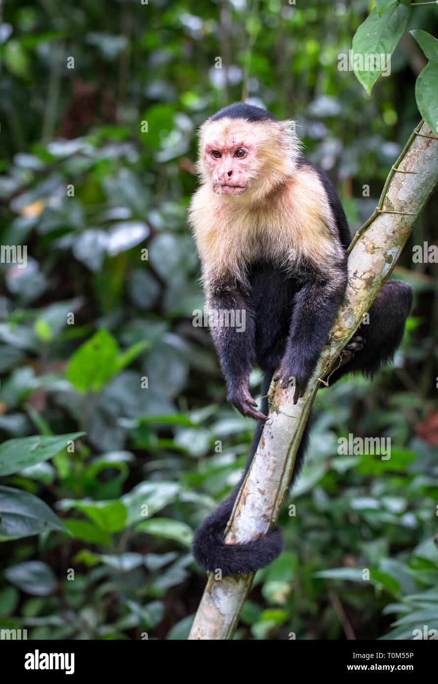 Capucin à face blanche panaméenne (imitateur cebus) dans le parc national Cahuita, Costa Rica. Banque D'Images