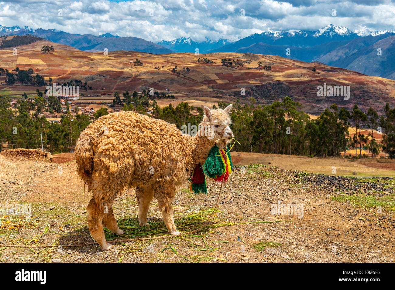 Portrait d'un lama (lama glama) dans la Vallée Sacrée des Incas avec la gamme de montagne des Andes dans l'arrière-plan, la province de Cusco, Pérou. Banque D'Images