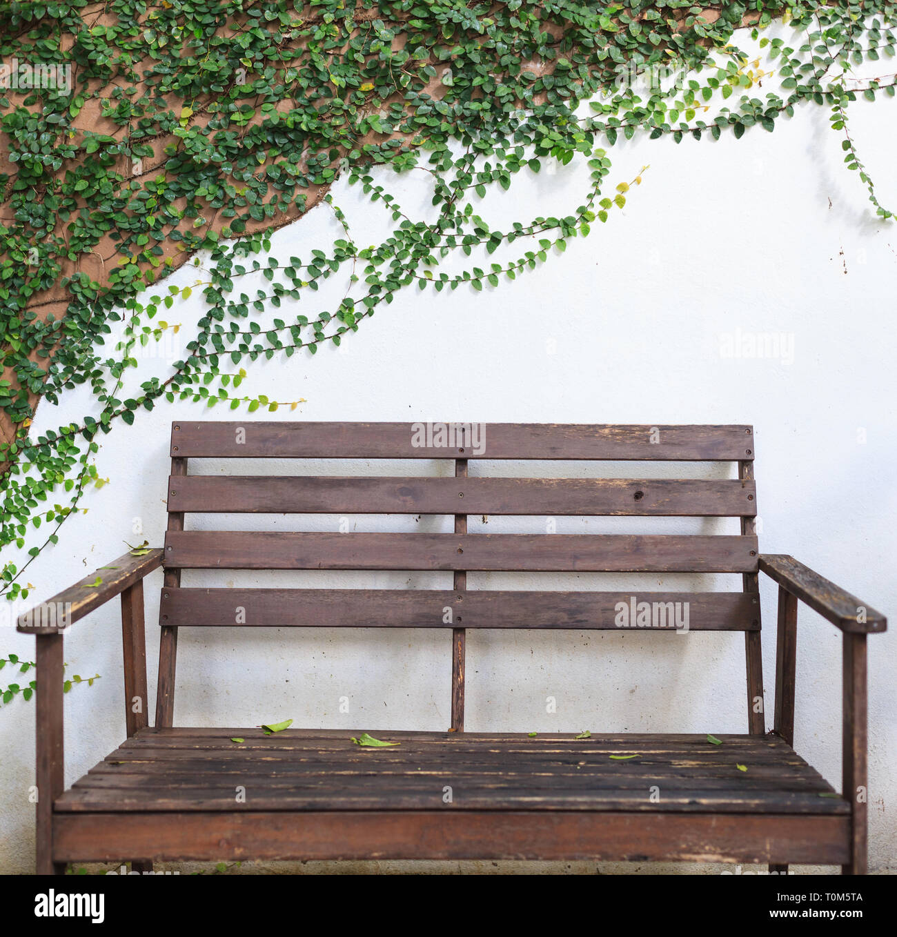 Banc en bois sur mur blanc couvert d'Escalade fig (fig Ficus pumila),  feuilles. Jardin d'ornement, l'architecture paysagère. Le feuillage, jardin  Photo Stock - Alamy
