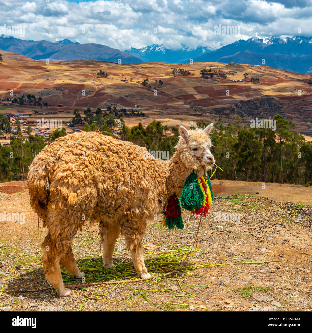 Portrait d'un lama (lama glama) dans la Vallée Sacrée des Incas avec la gamme de montagne des Andes dans l'arrière-plan, la province de Cusco, Pérou. Banque D'Images