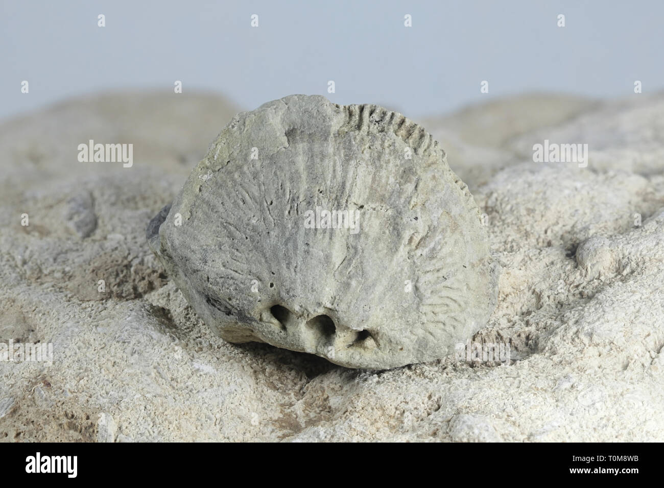 Brachiopode fossile de Saarenmaa silurien Estonie Banque D'Images