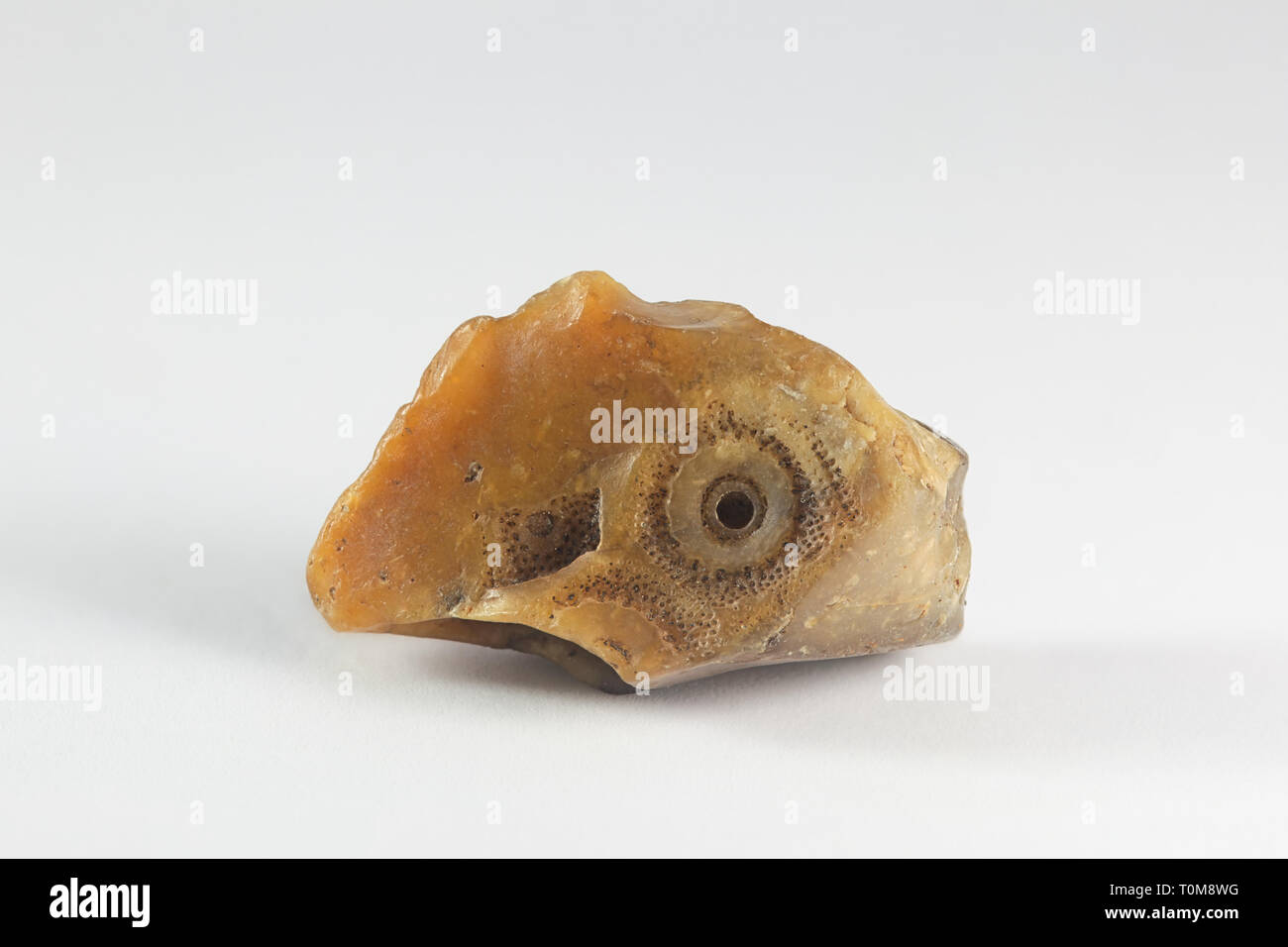Impression d'oursins fossilisés de chert dans Banque D'Images