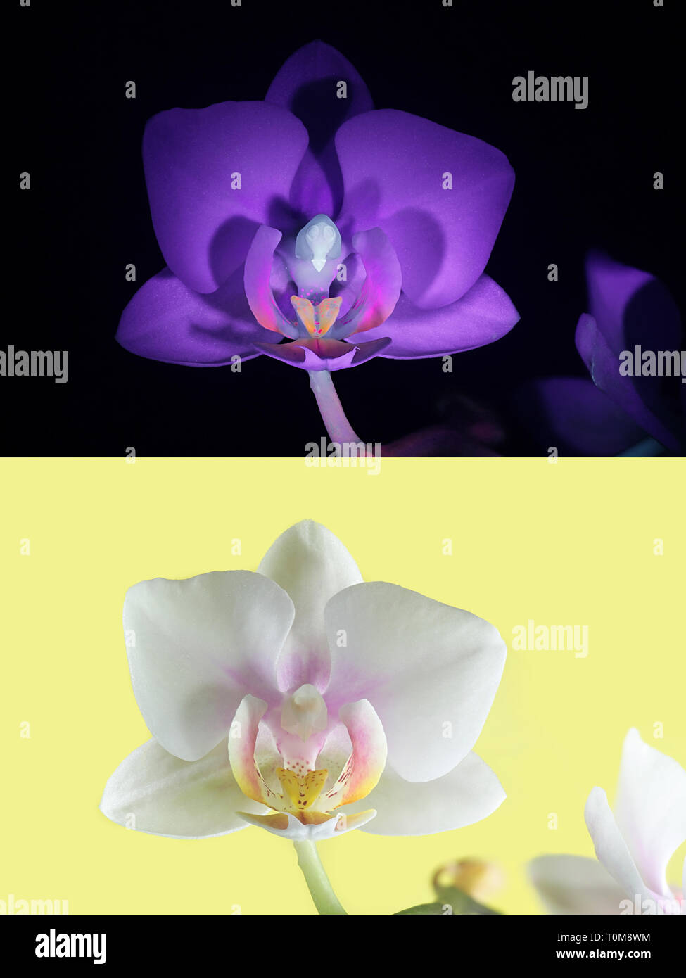 Moth orchid fluorescence dans l'ultraviolet (365 nm). Image du bas montrant même échantillon dans la lumière du jour. Banque D'Images