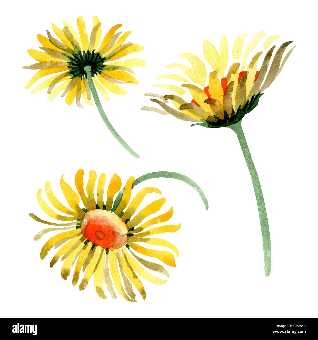 Marguerite jaune fleur botanique floral. Contexte aquarelle illustration set. Daisybushes élément isolé illustration. Banque D'Images