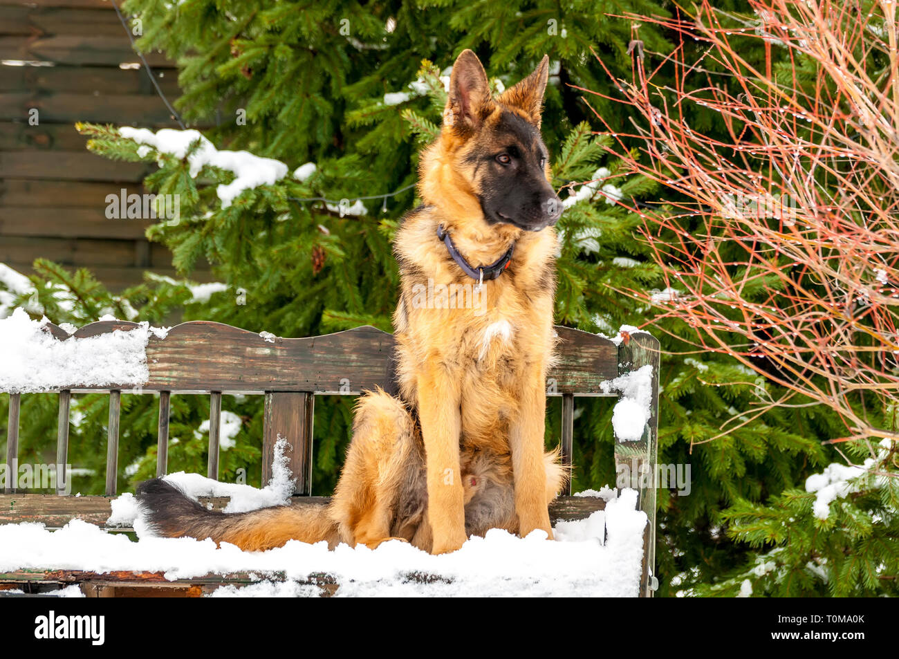 Un Magnifique Chiot Berger Allemand Ludique Chien Assis Sur