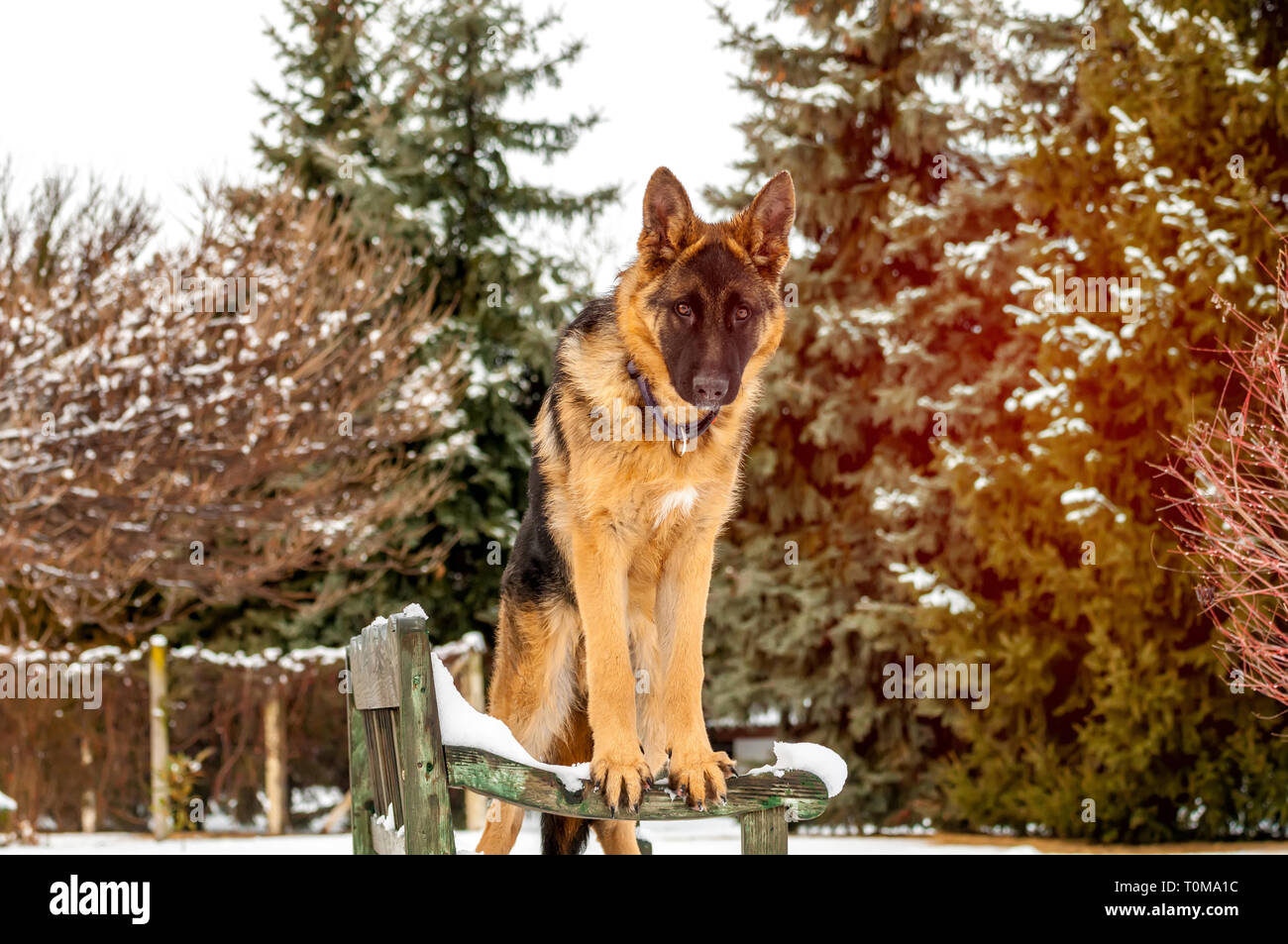 Un beau chien chiot berger allemand ludique debout sur un banc en bois à l'hiver. Banque D'Images