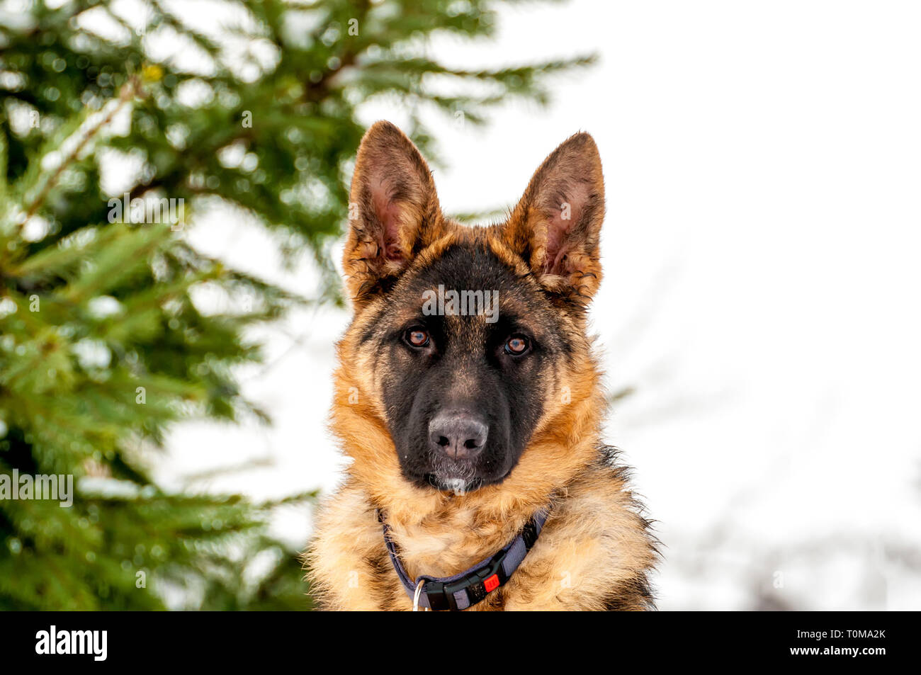 Plus beau berger allemand Banque de photographies et d images