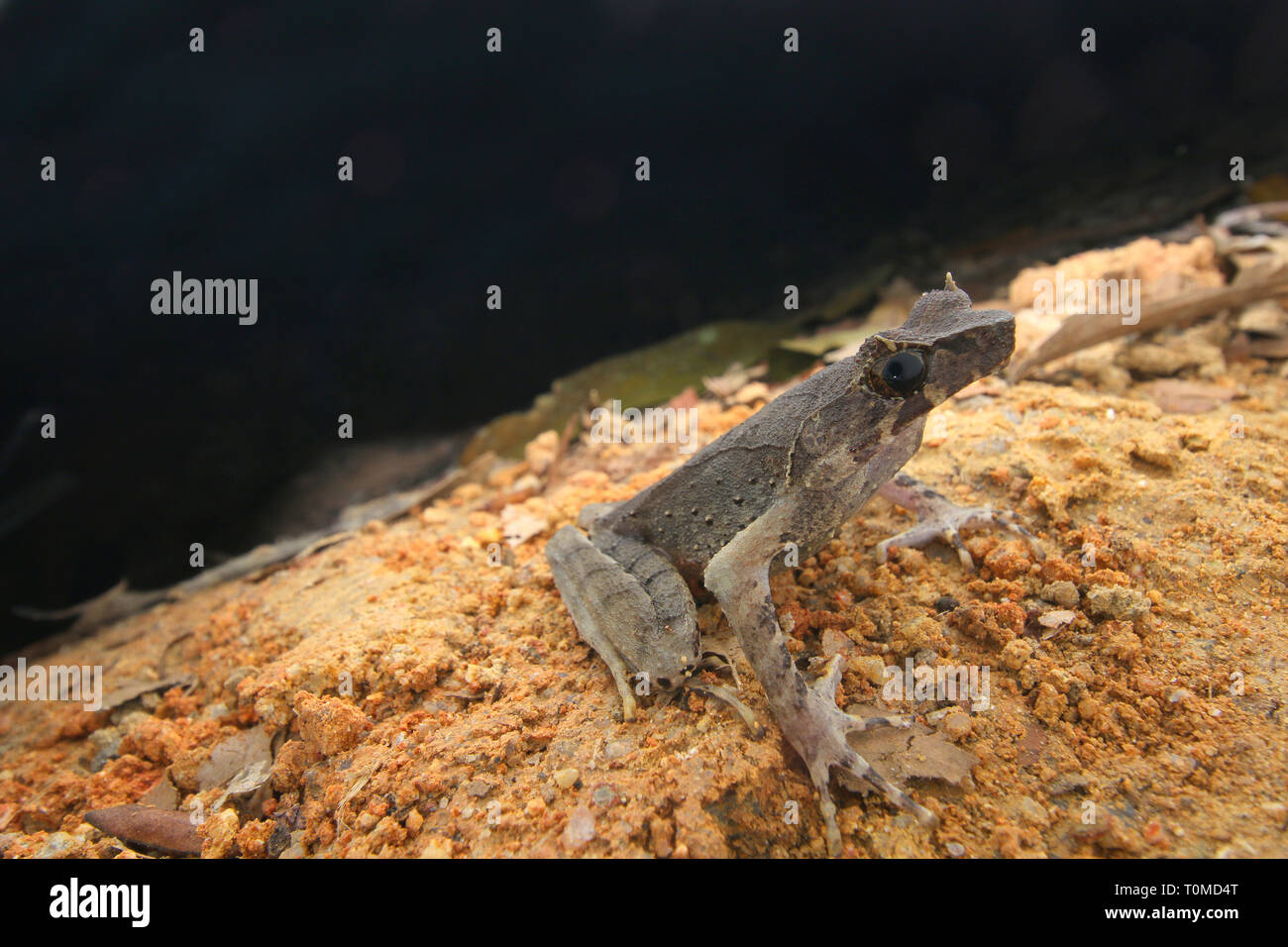 À jambes longues Horned Frog (Xenophrys longipes) Banque D'Images