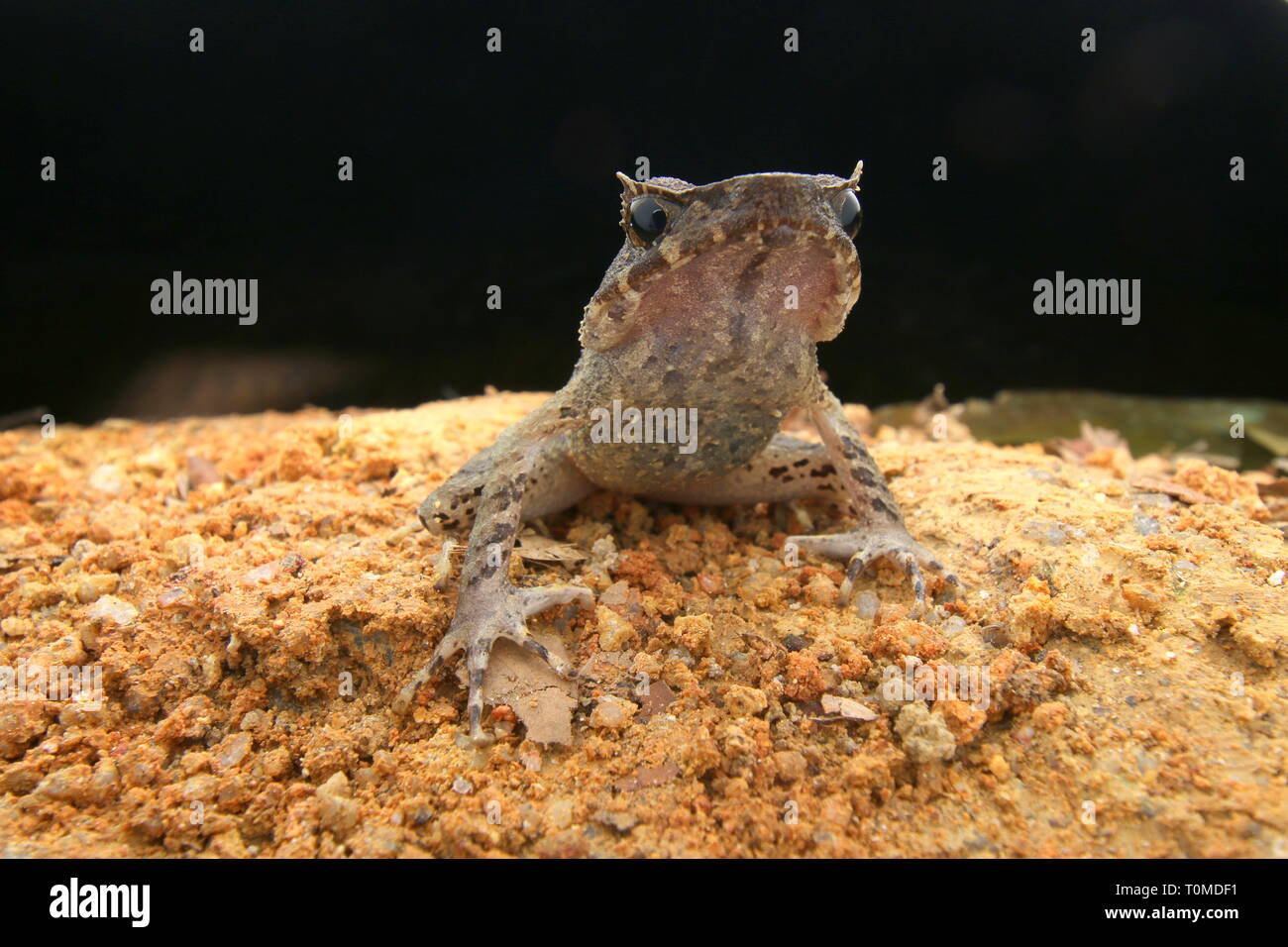 À jambes longues Horned Frog (Xenophrys longipes) Banque D'Images