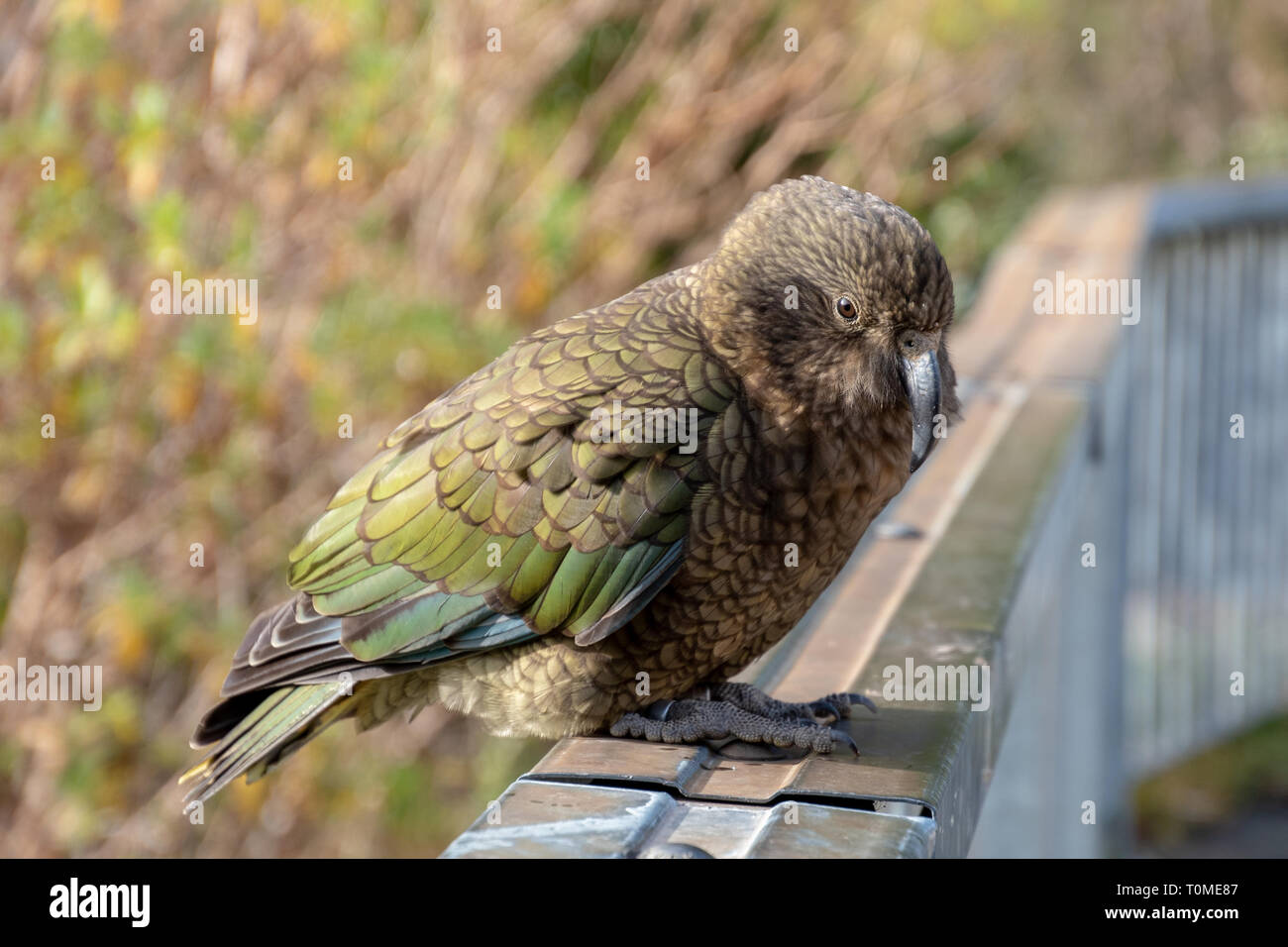 Kea en Nouvelle Zélande Banque D'Images