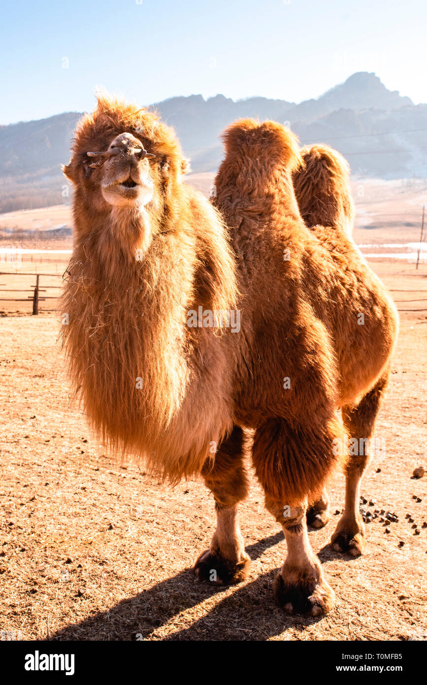 Camel en Suisse, la Mongolie Mongolie Banque D'Images