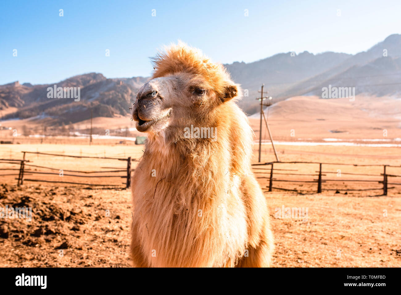 Camel en Suisse, la Mongolie Mongolie Banque D'Images