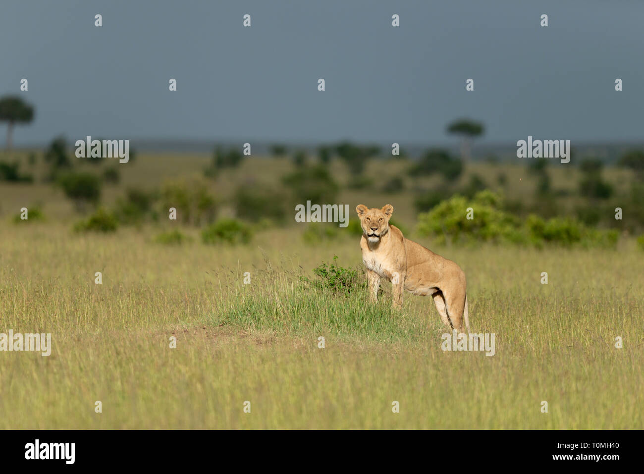 Lionne dans une lumière dorée à la réserve Masai Mara, Kenya, Afrique du Sud Banque D'Images