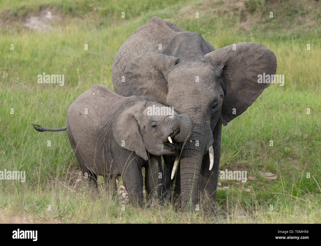 Mere Et Bebe Elephant A Masai Mara Kenya Afrique Du Sud Photo Stock Alamy