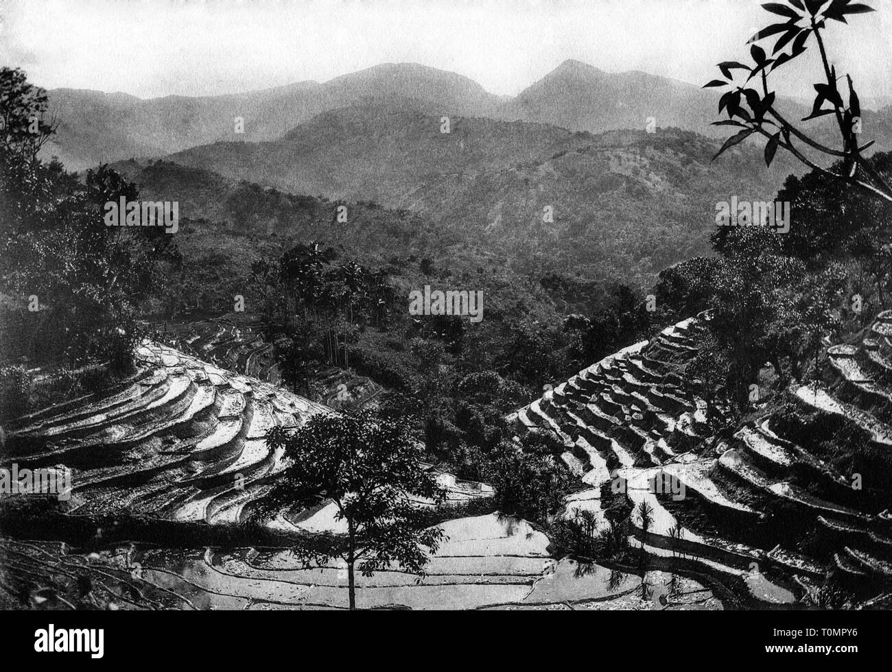 Sri Lanka, plantation de thé, 1920-30 Banque D'Images