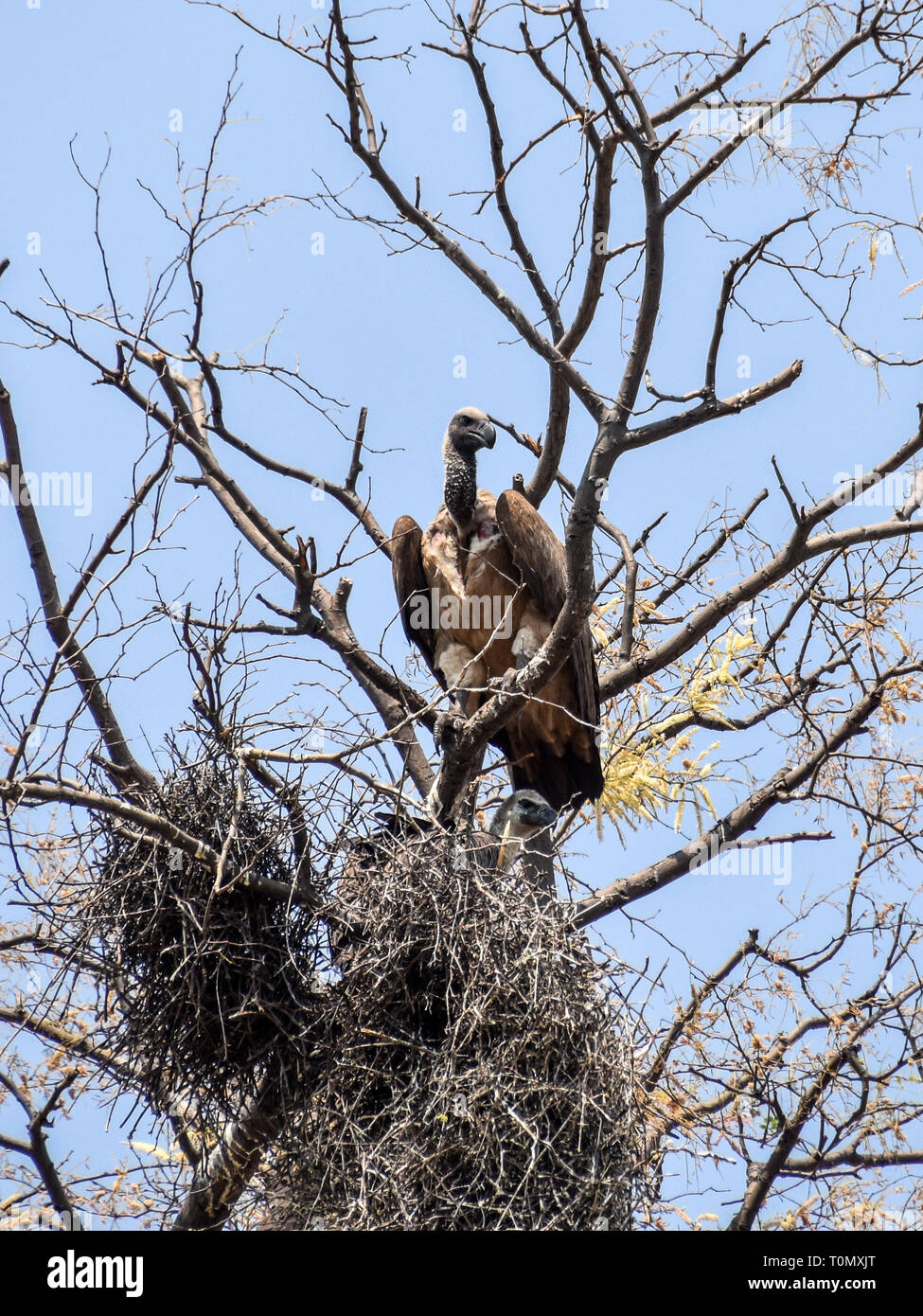 De Moremi, au Botswana. Septembre 2017 - Banque D'Images