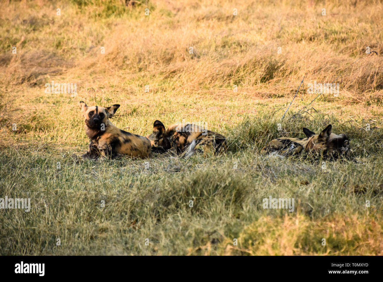 Savuti, Parc National de Chobe, au Botswana. Septembre 2017 - Pack de Lycaons en vous reposant à l'ombre sur une journée chaude. Banque D'Images