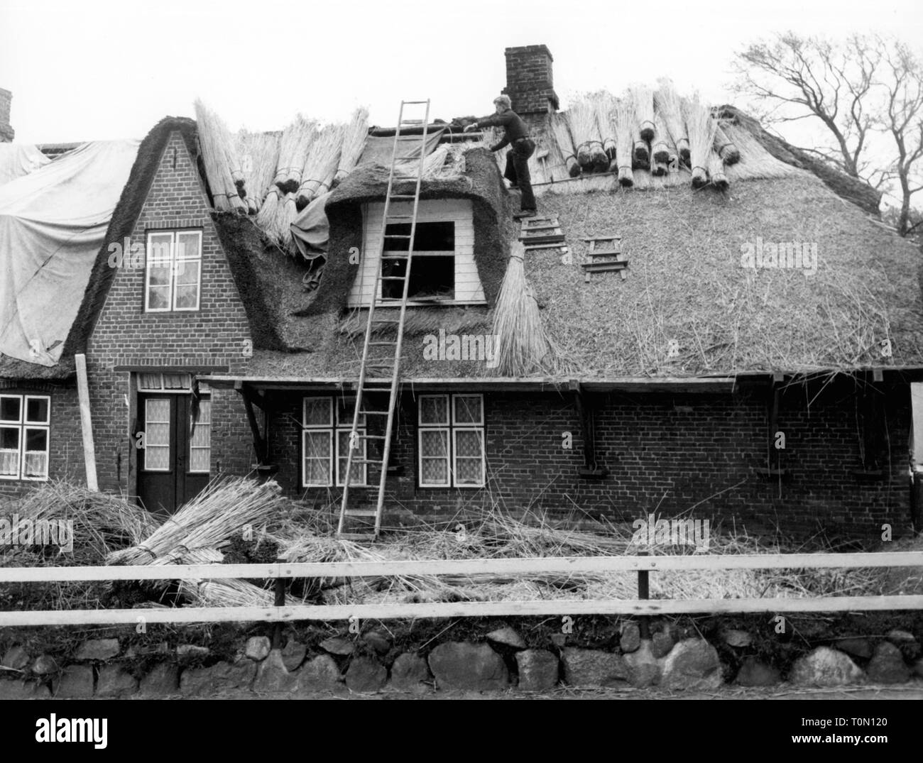 Architecture, construction, construction de maisons, couvrant d'un toit avec Reed, couvreur au travail, Keitum, à l'île de Sylt, 1960 Additional-Rights Clearance-Info-Not-Available- Banque D'Images