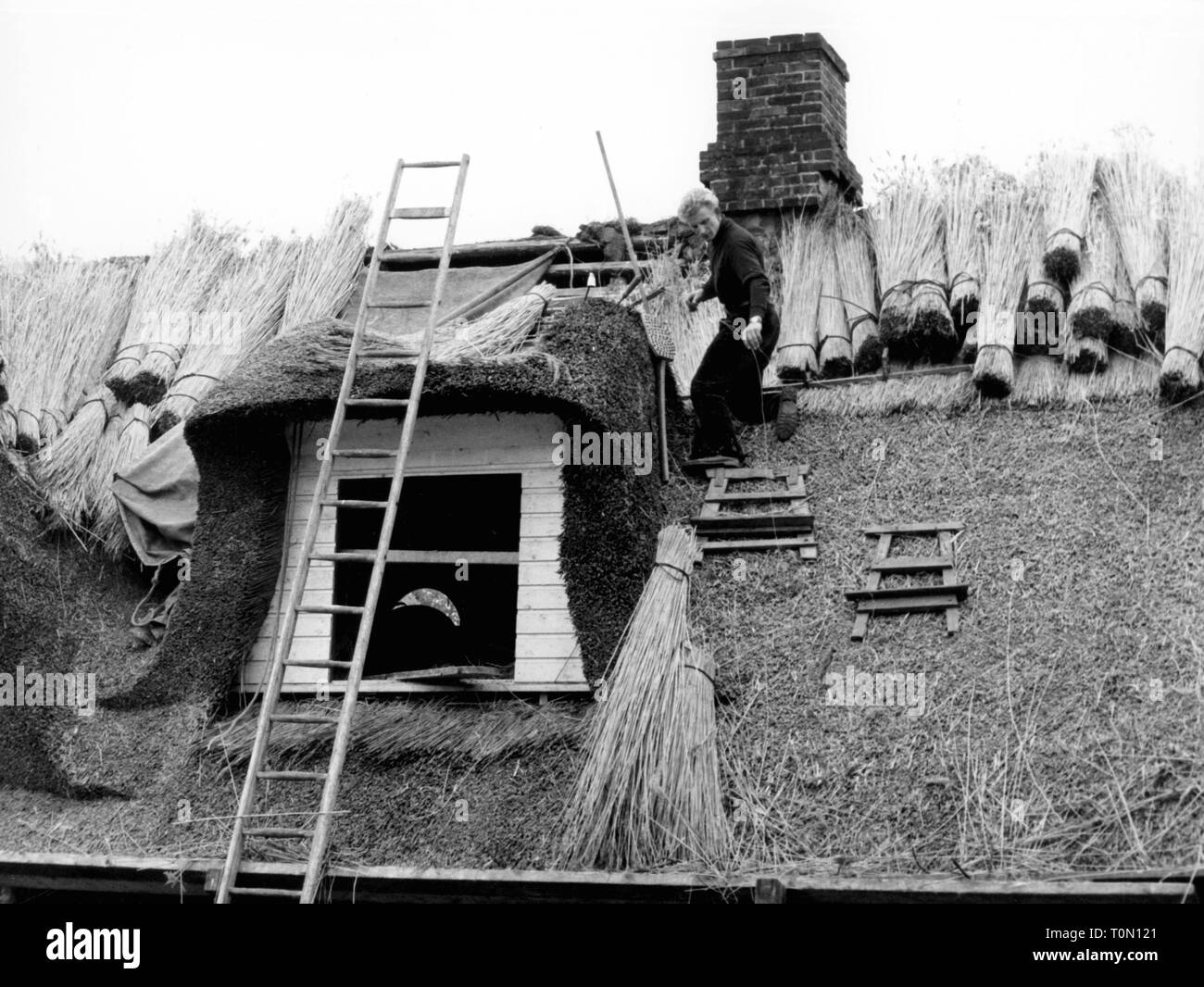 Architecture, construction, construction de maisons, couvrant d'un toit avec Reed, couvreur au travail, Keitum, à l'île de Sylt, 1960 Additional-Rights Clearance-Info-Not-Available- Banque D'Images