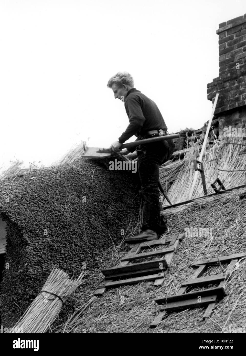 Architecture, construction, construction de maisons, couvrant d'un toit avec Reed, couvreur au travail, Keitum, à l'île de Sylt, 1960 Additional-Rights Clearance-Info-Not-Available- Banque D'Images