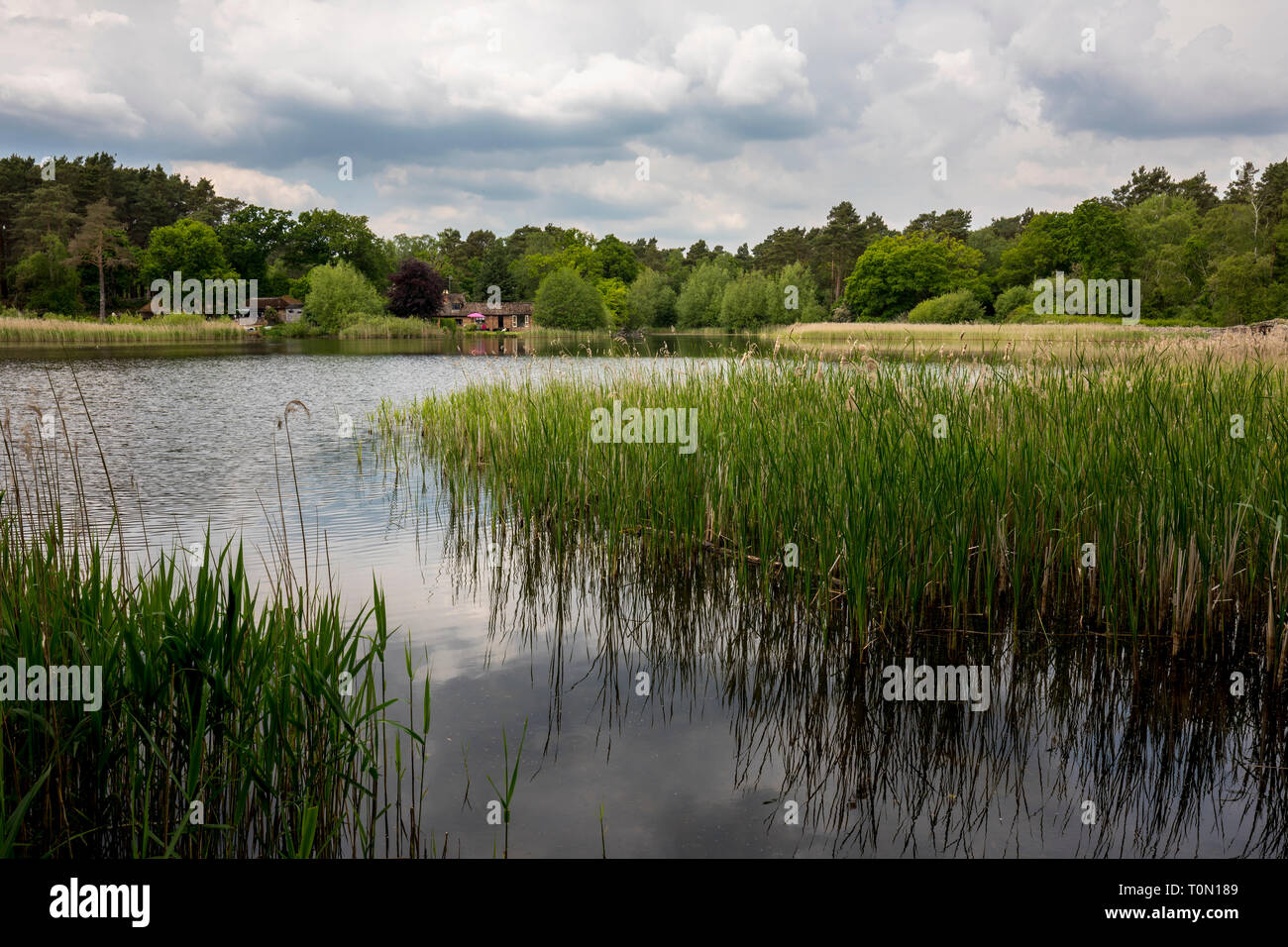 Frensham Little Pond, de Surrey, UK Banque D'Images