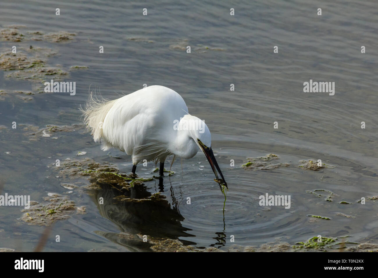 L'aigrette garzette, avec un poisson Banque D'Images