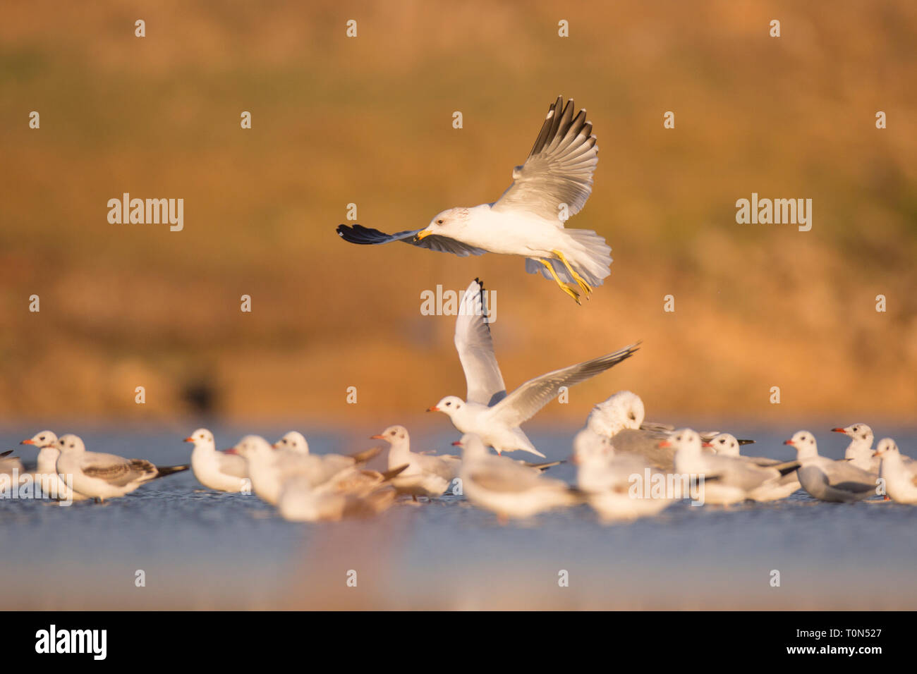 Un troupeau de mouettes à tête noire (Chroicocephalus ridibundus) près de l'eau. L'adulte mouette a une tête brune dans l'été et une tête blanche Banque D'Images