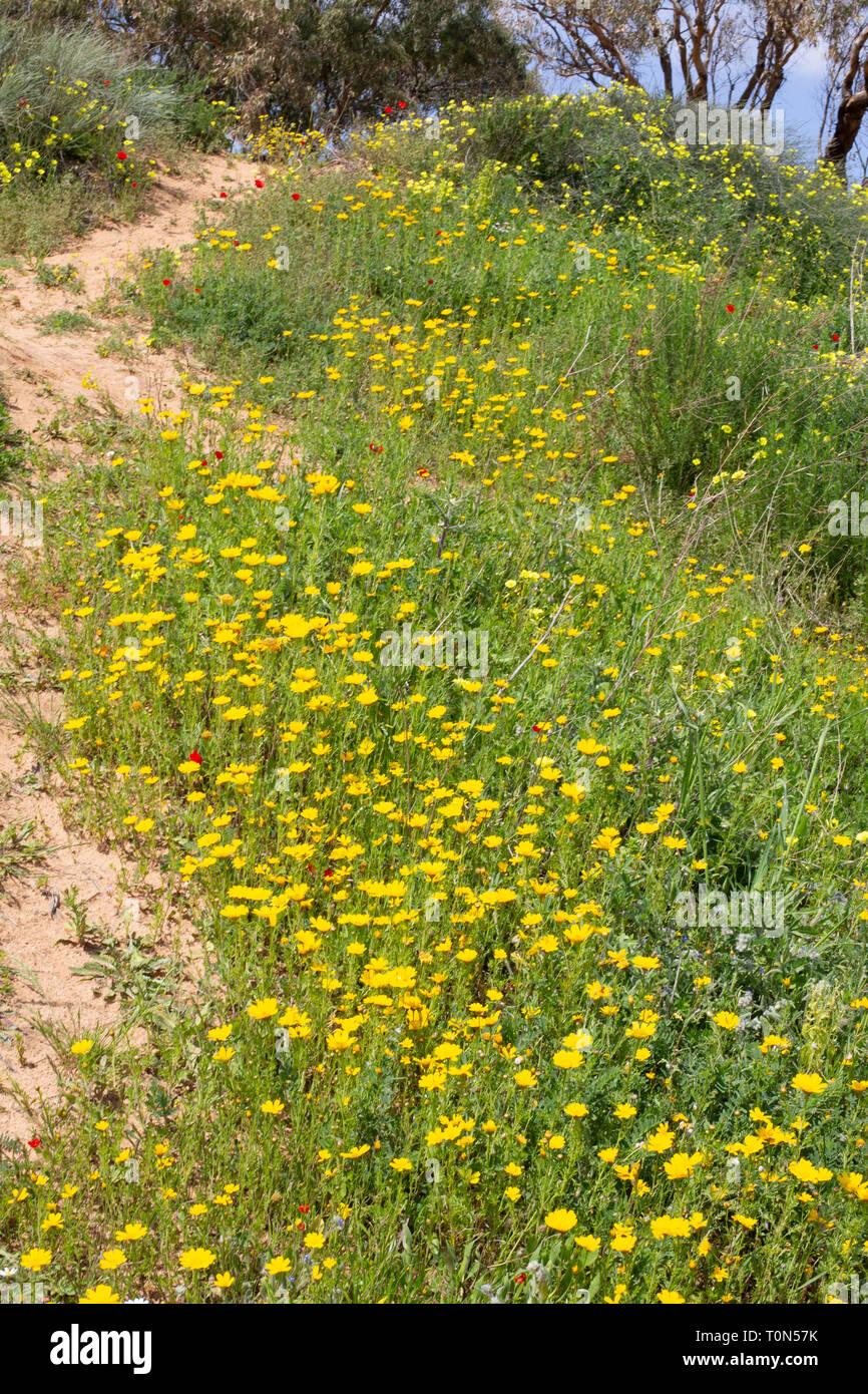 Un champ de fleurs sauvages israéliennes aux couleurs éclatantes au printemps. Photographié en Israël en mars Banque D'Images