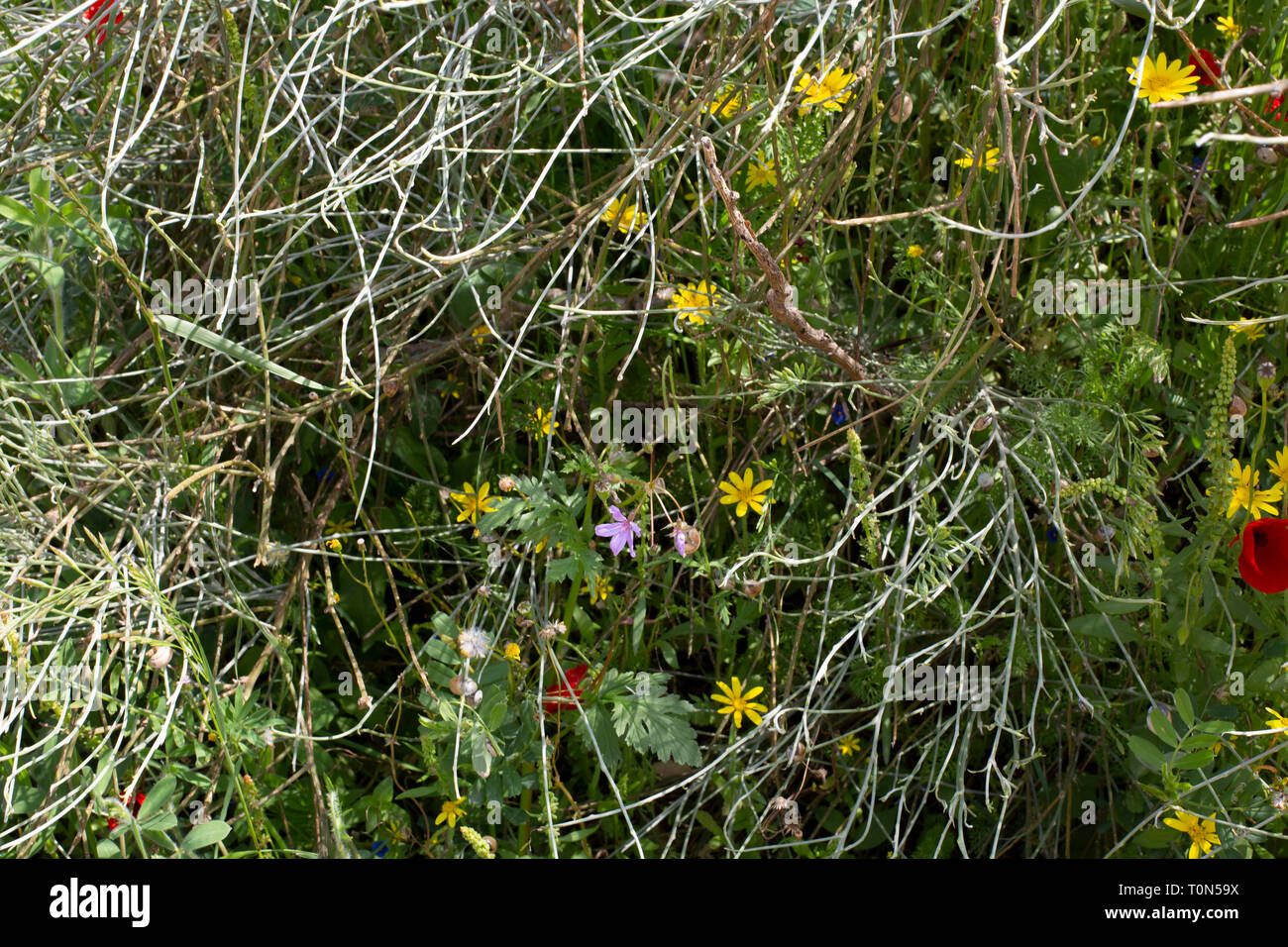 Un champ de fleurs sauvages israéliennes aux couleurs éclatantes au printemps. Photographié en Israël en mars Banque D'Images