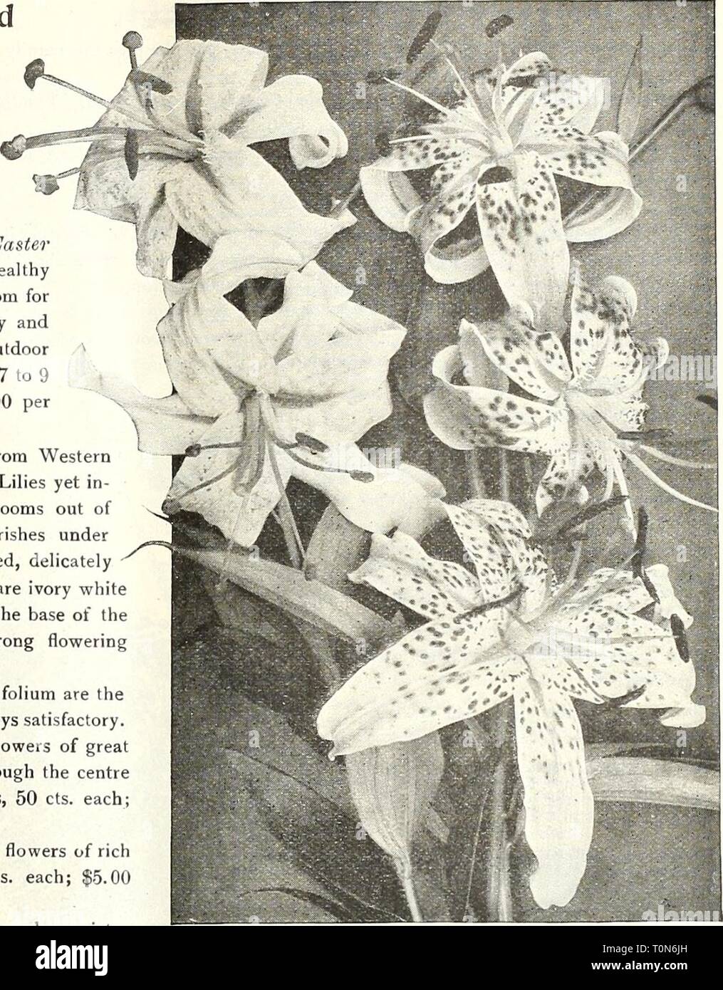 Les ampoules du Dreer 1921 (1921) Banque D'Images